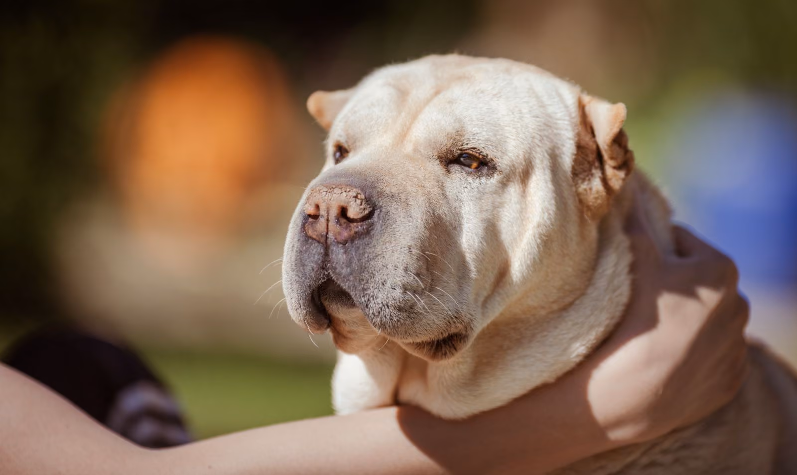 Placeholder photograph of a cream Shar Pei resting its head on a person's arm, standing in for a picture of the brothers