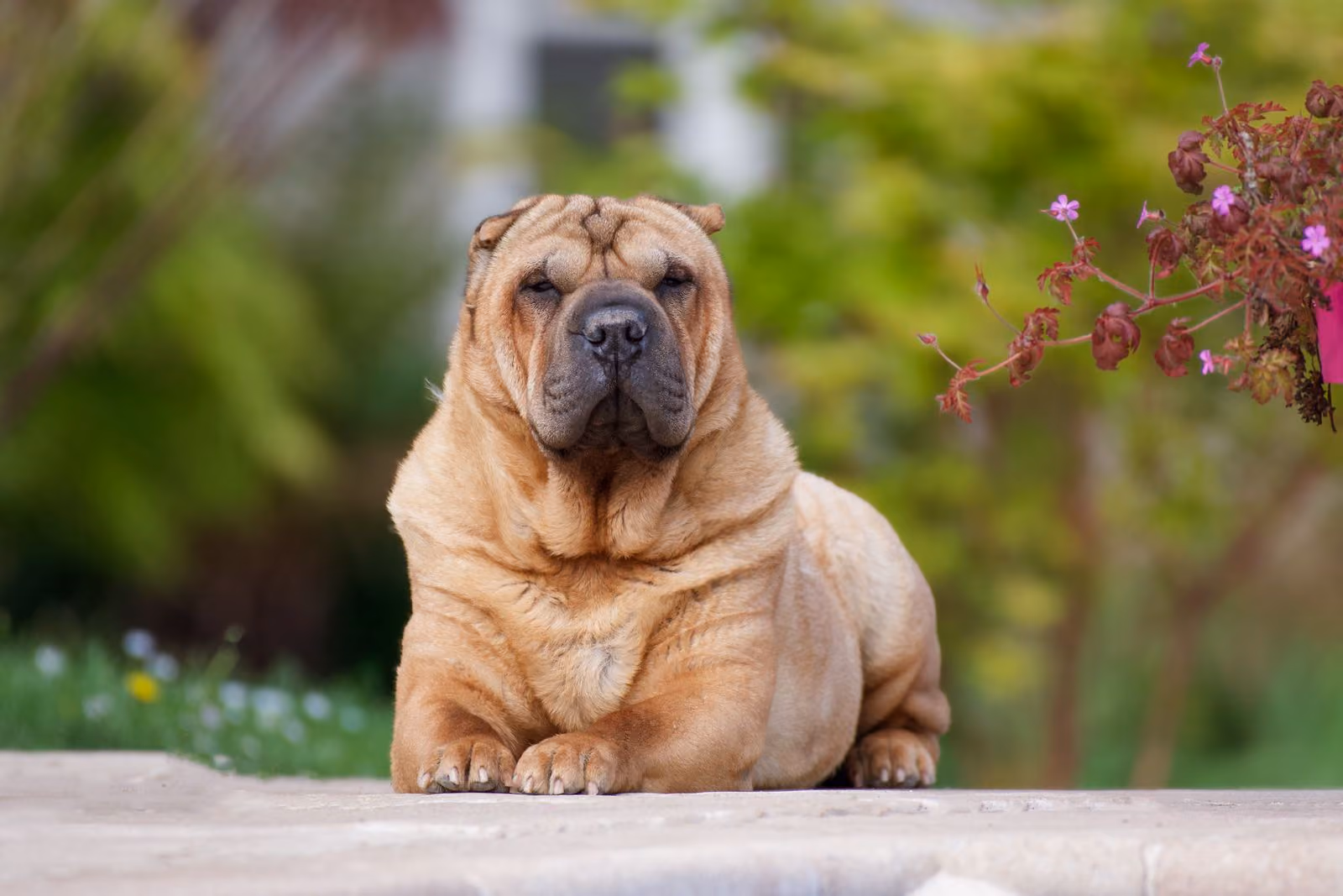 Placeholder photograph of another dog, standing in for the clip called The afternoon flop