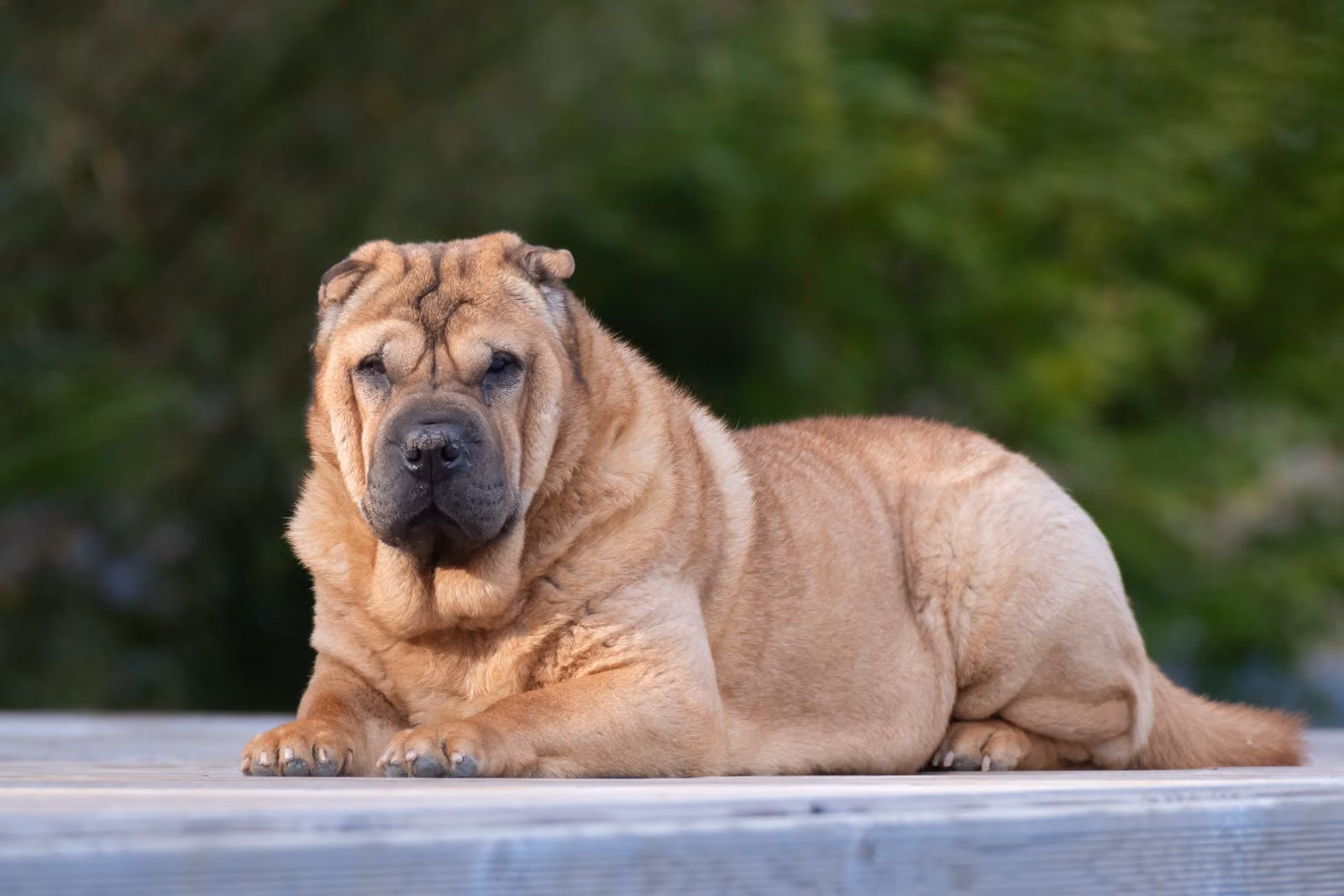 Placeholder photograph of a tan Shar Pei lying on a wooden deck with its paws forward, standing in for a picture of the brothers