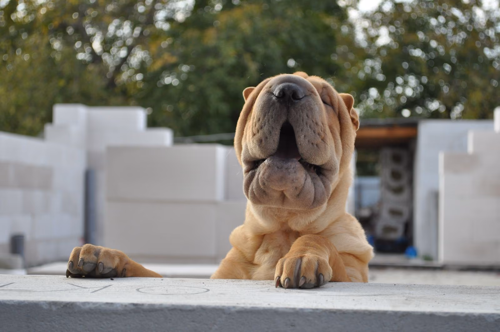 Placeholder photograph of another dog, standing in for the clip called Puppy has opinions