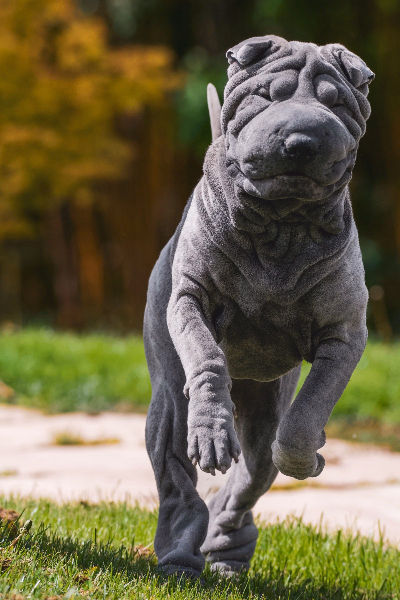 Placeholder photograph of a grey Shar Pei running towards the camera along a path, standing in for a picture of the brothers