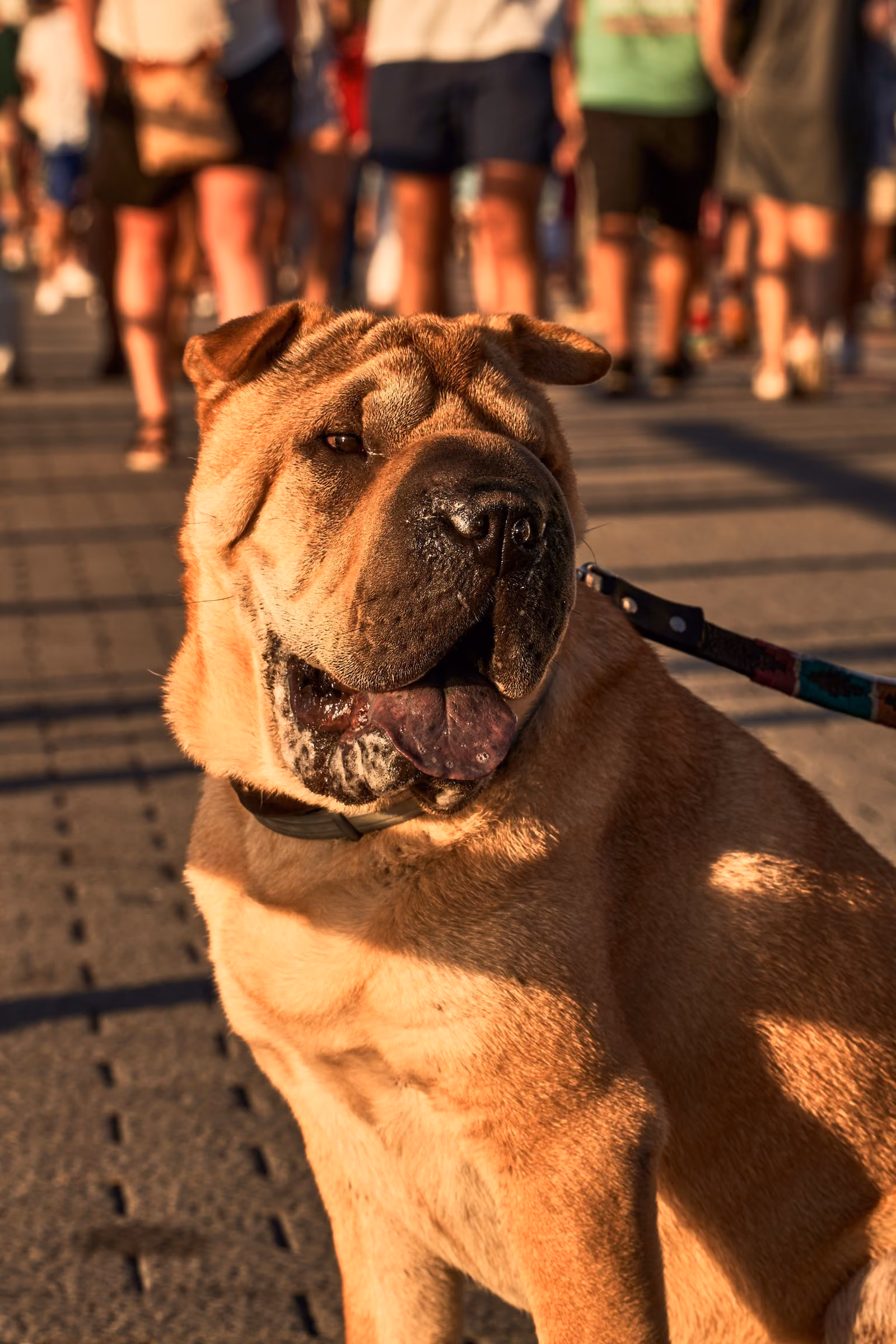 Placeholder photograph of another dog, standing in for the clip called The great sidewalk investigation